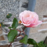 Rose 07/01/2019