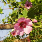 Anisodontea 11/02/2019