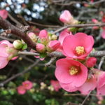 Chaenomeles japonica, 17/01/2019