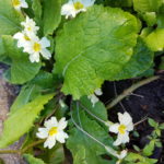 Primula 15/02/2019