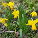 Narcissus 21/02/2019