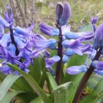 hyacinthus,24/02/2018