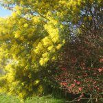 Acacia Dealbata, Mimosa, 17/01/2018