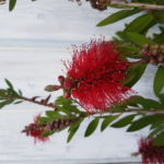 Callistemon Laevis, 10/12/2018