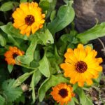 Calendula officinalis, 03/02/2019