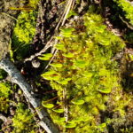 Bryum argenteum sporogon 01/03/2019