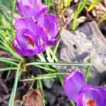 crocus 28/02/2018