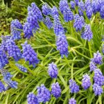 Muscari botryoides, 03/03/2019