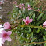 prunus persica, 08/03/2019