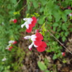 salvia microphylla