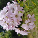 phlox