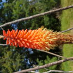 kniphofia