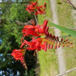 crocosmia