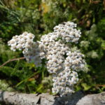 achillea millefolium