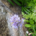 phacelia tanacetifolia