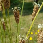 plantago lanceota