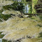 cortaderia selloana 07/10/2019