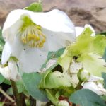 hellebore