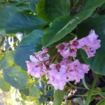 bergenia