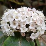 viburnum tinus 11/03/2020