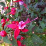 fuchsia