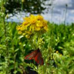 Tyria jacobaeae, 06/06/2021