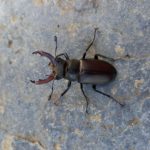 Lucanus cervus, 19/07/2021