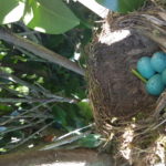 Turdus philomelos, 19/05/2020