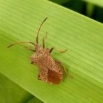 Coreus marginatus 12/05/2022