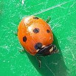 Coccinella septempunctata 13/5/2022