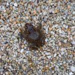 bufonem emittunt, 05/10/2022