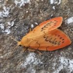 Miltochrista miniata, 04/08/2024